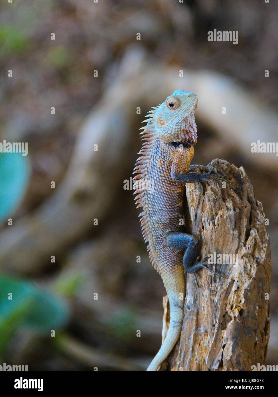 Un lézard vert se trouve sur une branche en bois marron Banque D'Images