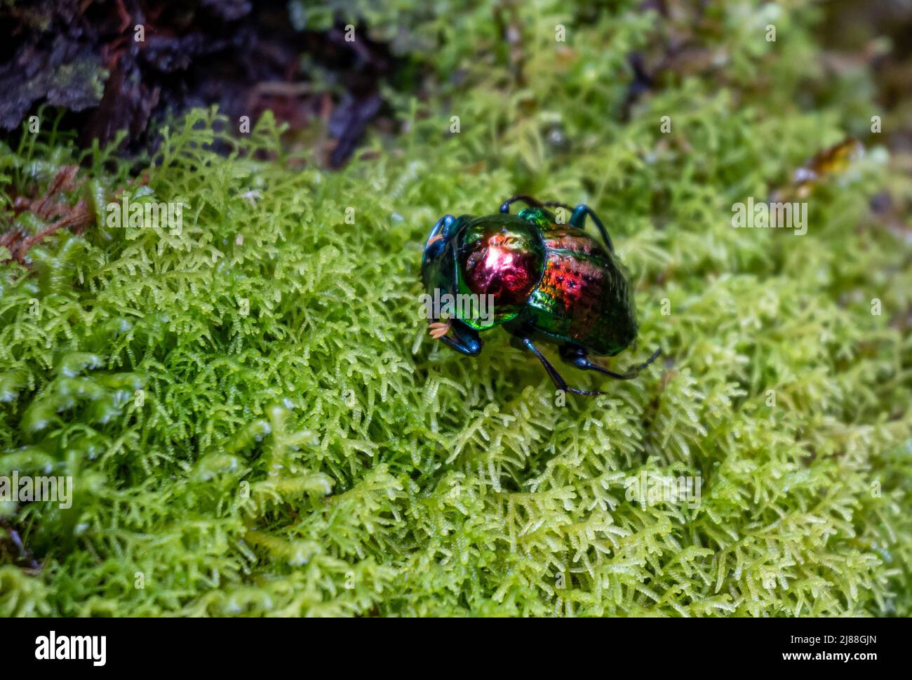 Un coléoptère avec une coquille irisée colorée. Colombie, Amérique du Sud. Banque D'Images