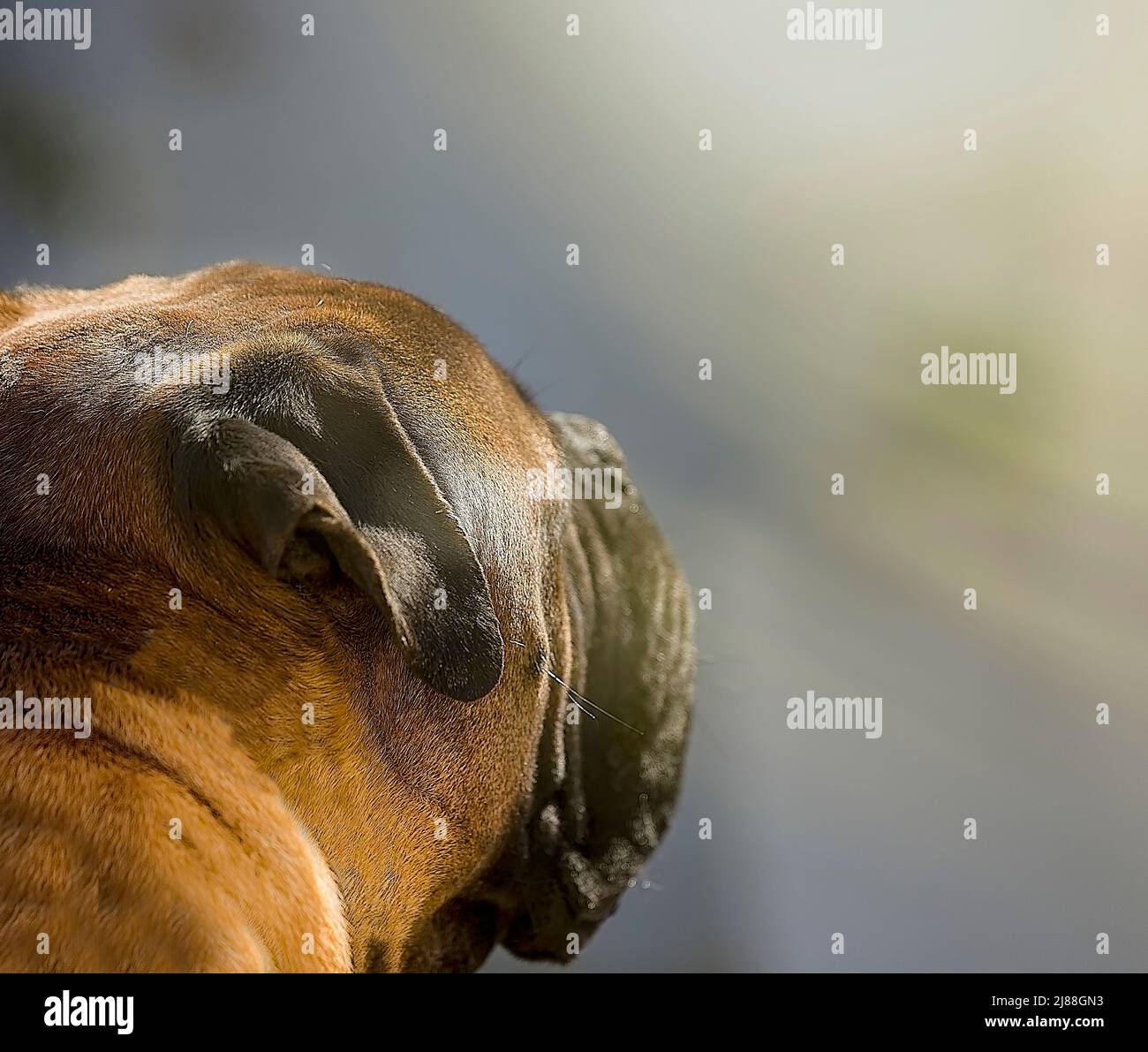 Profil Bullmastiff en regardant sunbeam. Image de stock. Copier l'espace. Image de stock. Banque D'Images