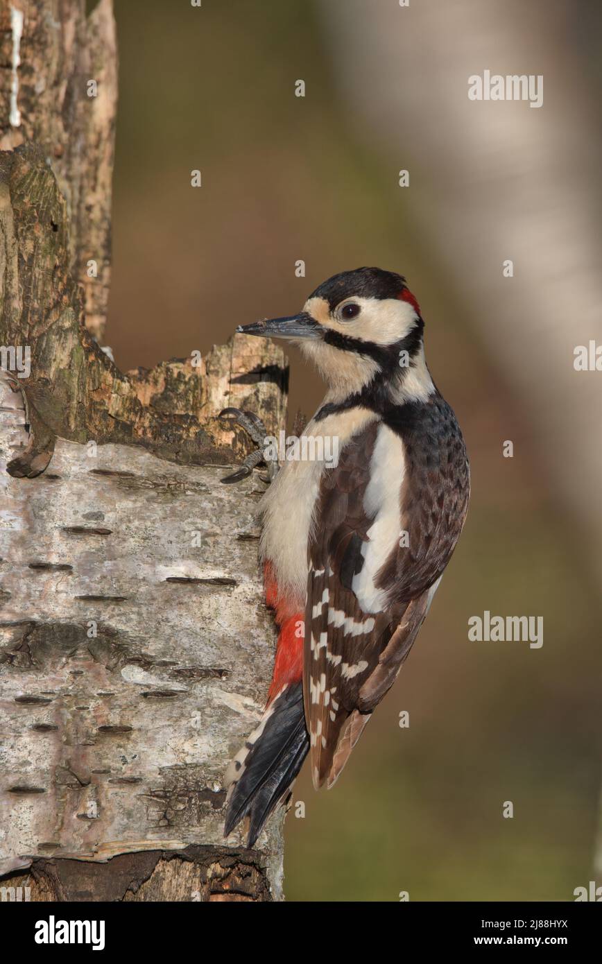 Grand pic à pois perchée sur un arbre pourri. Banque D'Images