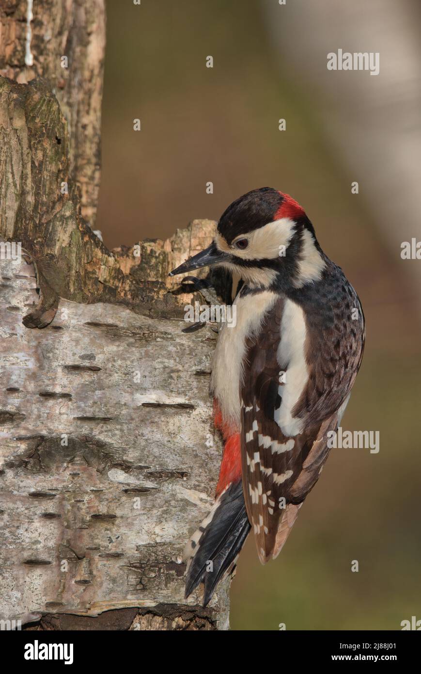 Grand pic à pois perchée sur un arbre pourri. Banque D'Images