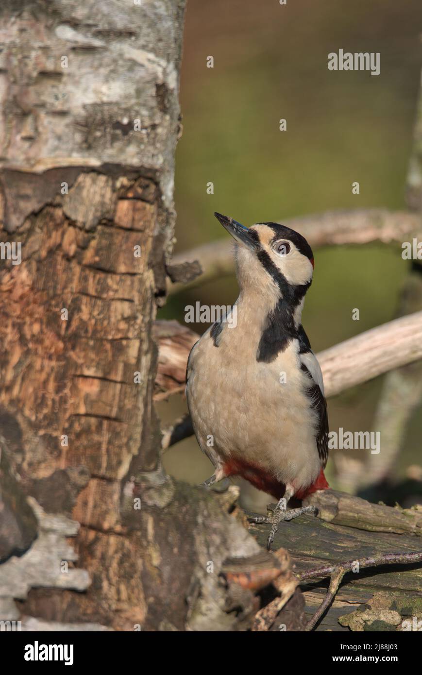 Grand pic à pois perchée sur un arbre pourri. Banque D'Images
