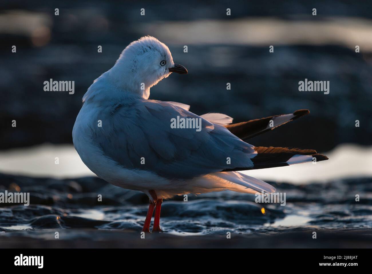 Mouette rétro-éclairée sur les rochers de la plage Banque D'Images