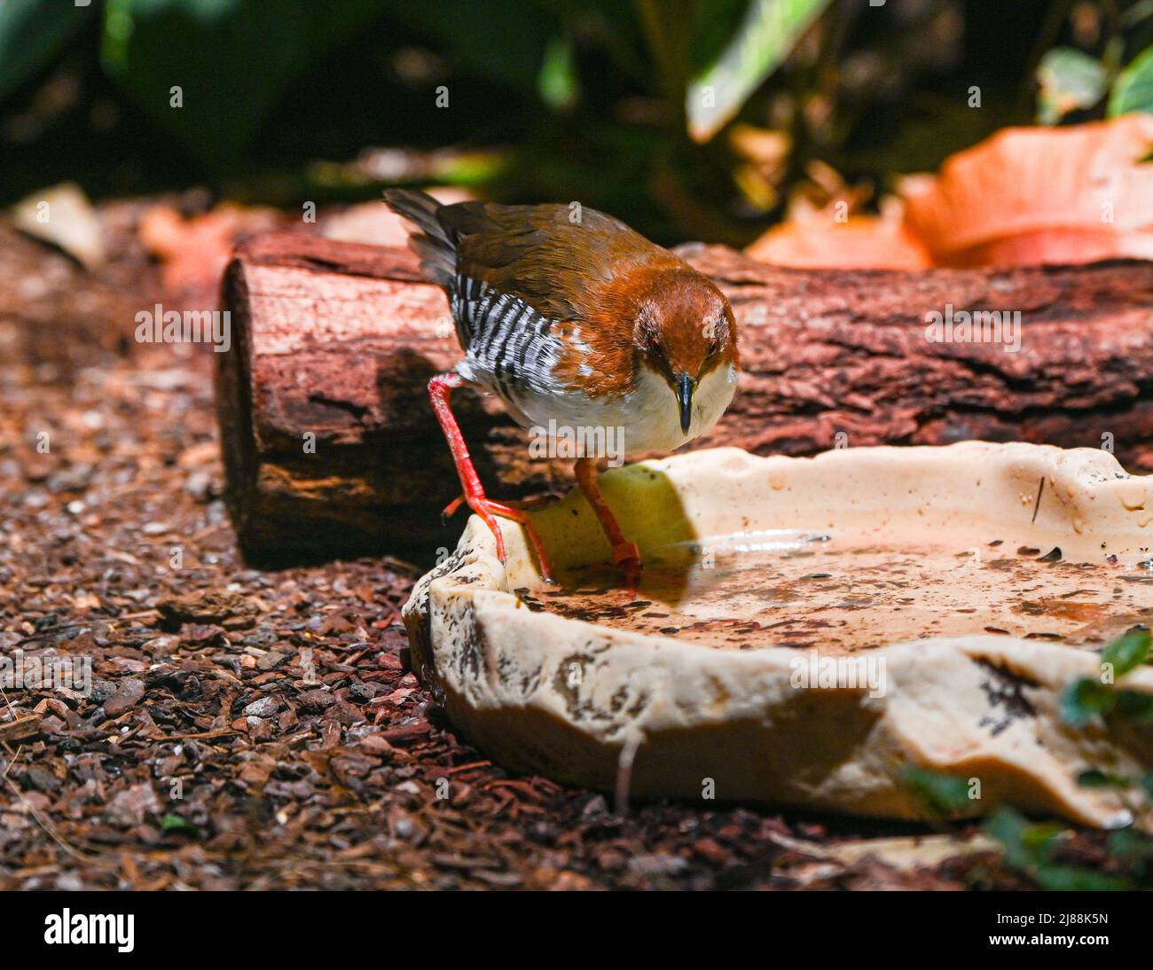 Le Crake rouge et blanc (Laterallus leucopyrrhus) prend un bain de pieds dans le bol Banque D'Images