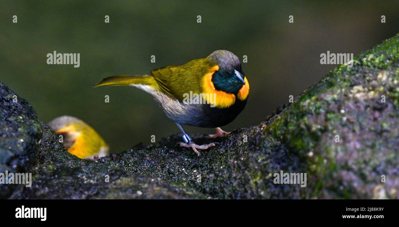 Grassquit cubain (Tiaris canorus) Banque D'Images