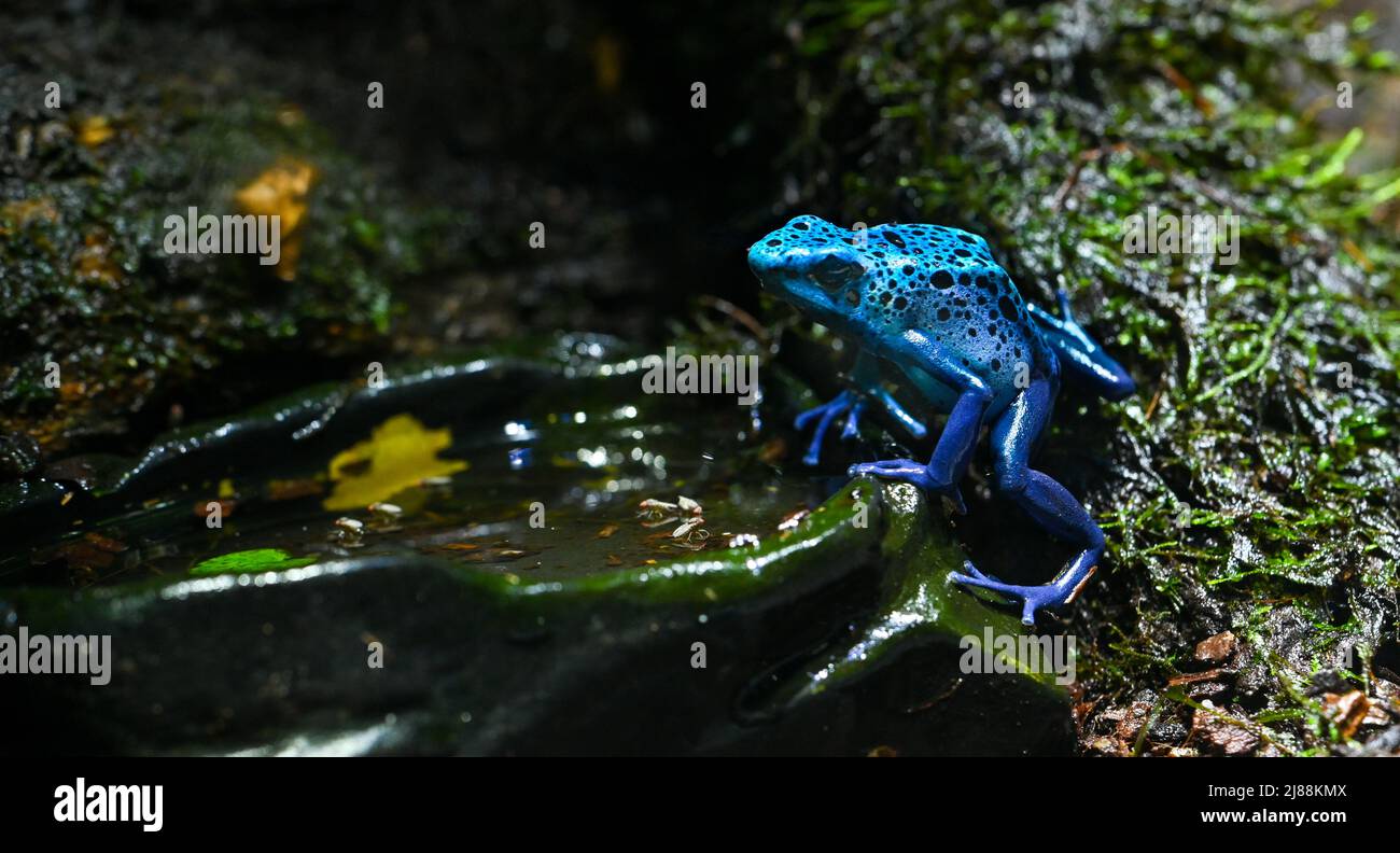 Blue-poison-Dart-Frog (Dendrobates-azureus) réside dans le Nord-est-Amérique du Sud Banque D'Images