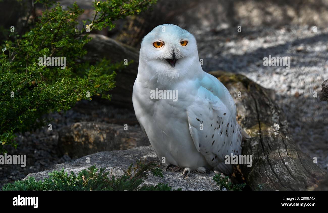 Le hibou enneigé, Bubo scandiacus Banque D'Images