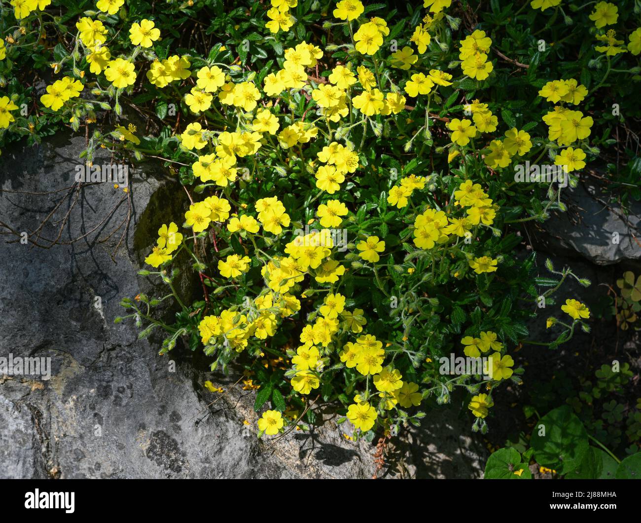 Rosier alpin (Helianthemum oelandicum alpestre), Cistaceae. Kit jardin botanique, Karlsruhe, Baden Wuerttemberg, Allemagne Banque D'Images