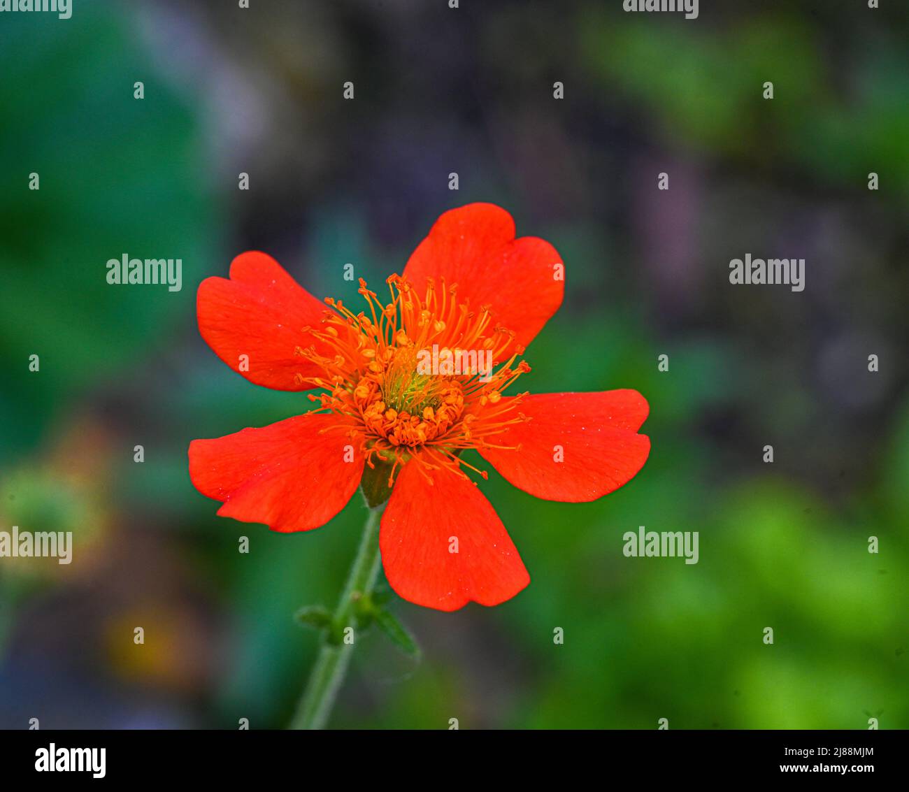 Gros plan de fleurs de Geum coccineum (Scrallet Avens). Kit jardin botanique, Karlsruhe, Bade-Wurtemberg, Allemagne Banque D'Images