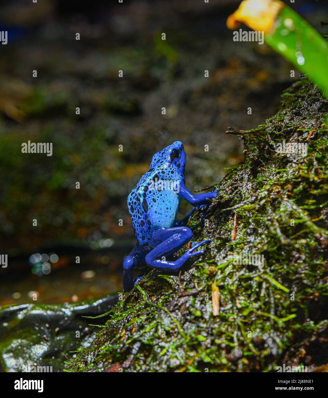 Blue-poison-Dart-Frog (Dendrobates-azureus) réside dans le Nord-est-Amérique du Sud Banque D'Images