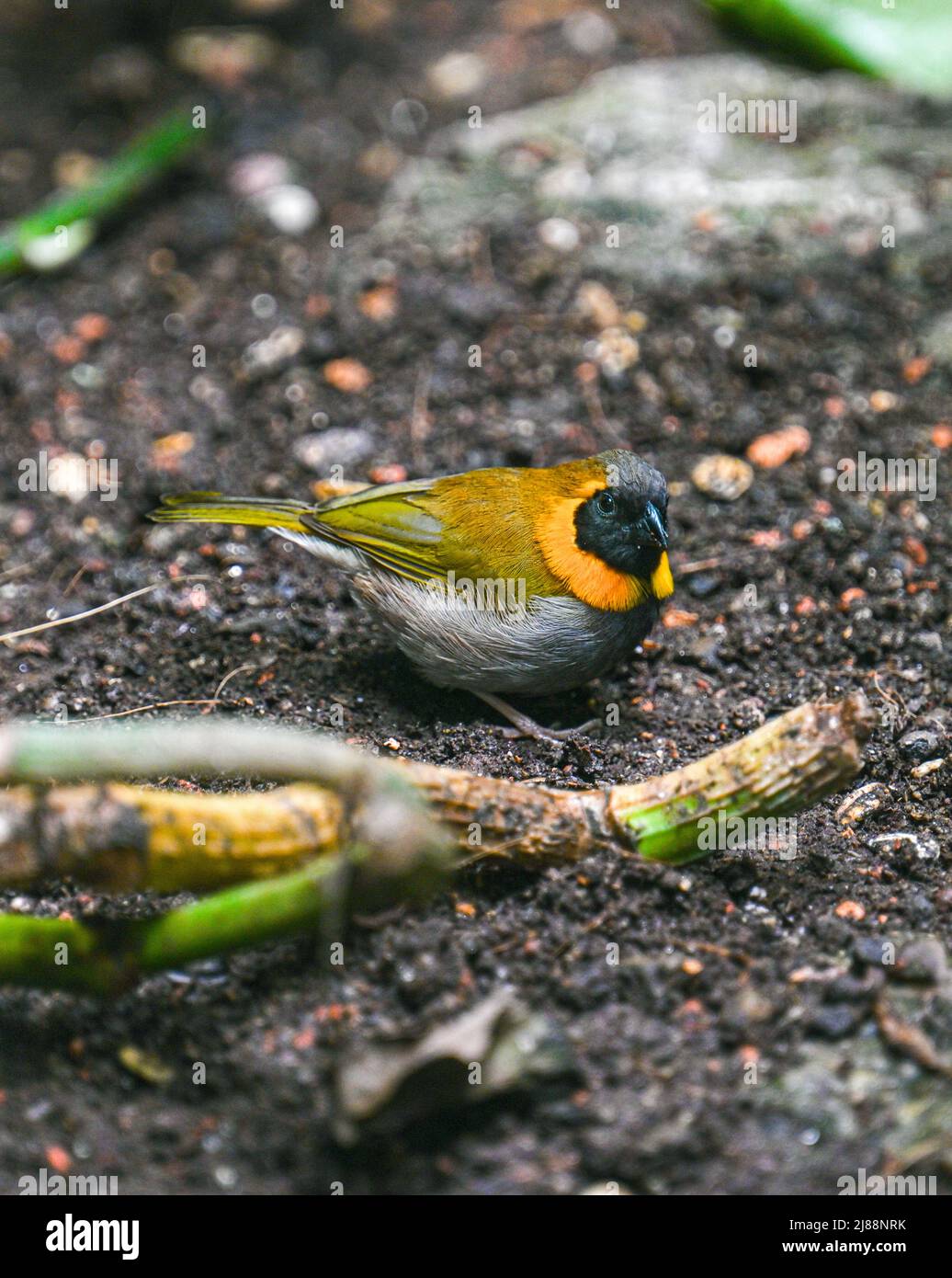 Grassquit cubain (Tiaris canorus) Banque D'Images