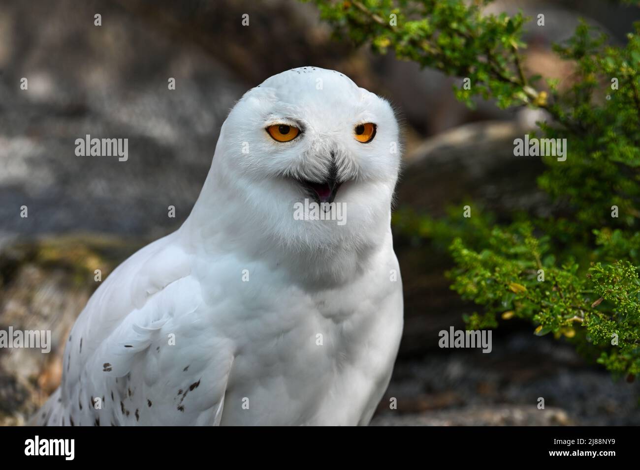 Le hibou enneigé, Bubo scandiacus Banque D'Images