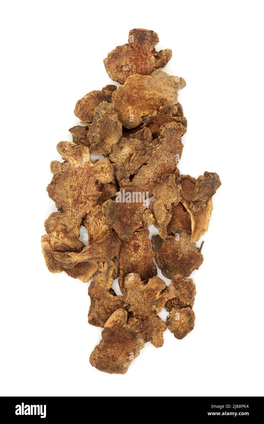 Atractylodes herbe de racine utilisée dans la médecine traditionnelle chinoise de fines herbes sur fond blanc. Utilisé pour l'obésité, l'indigestion, les ballonnements, les maux d'estomac. Banque D'Images