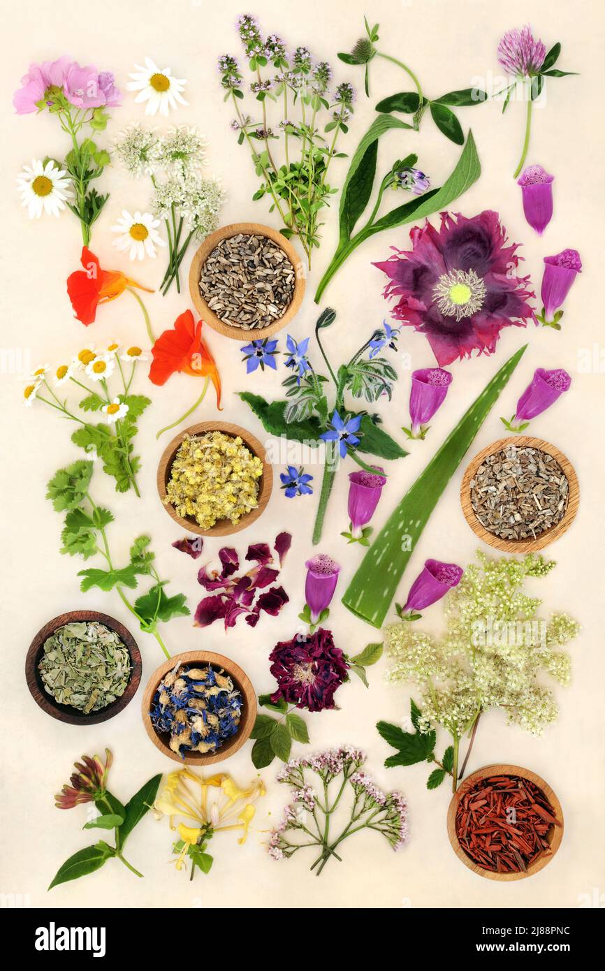 Médecine naturelle des plantes curatives avec des herbes et des fleurs séchées et fraîches. Alternative plante remède de fleur concept de soins de santé. Vue de dessus, plan d'appartement. Banque D'Images