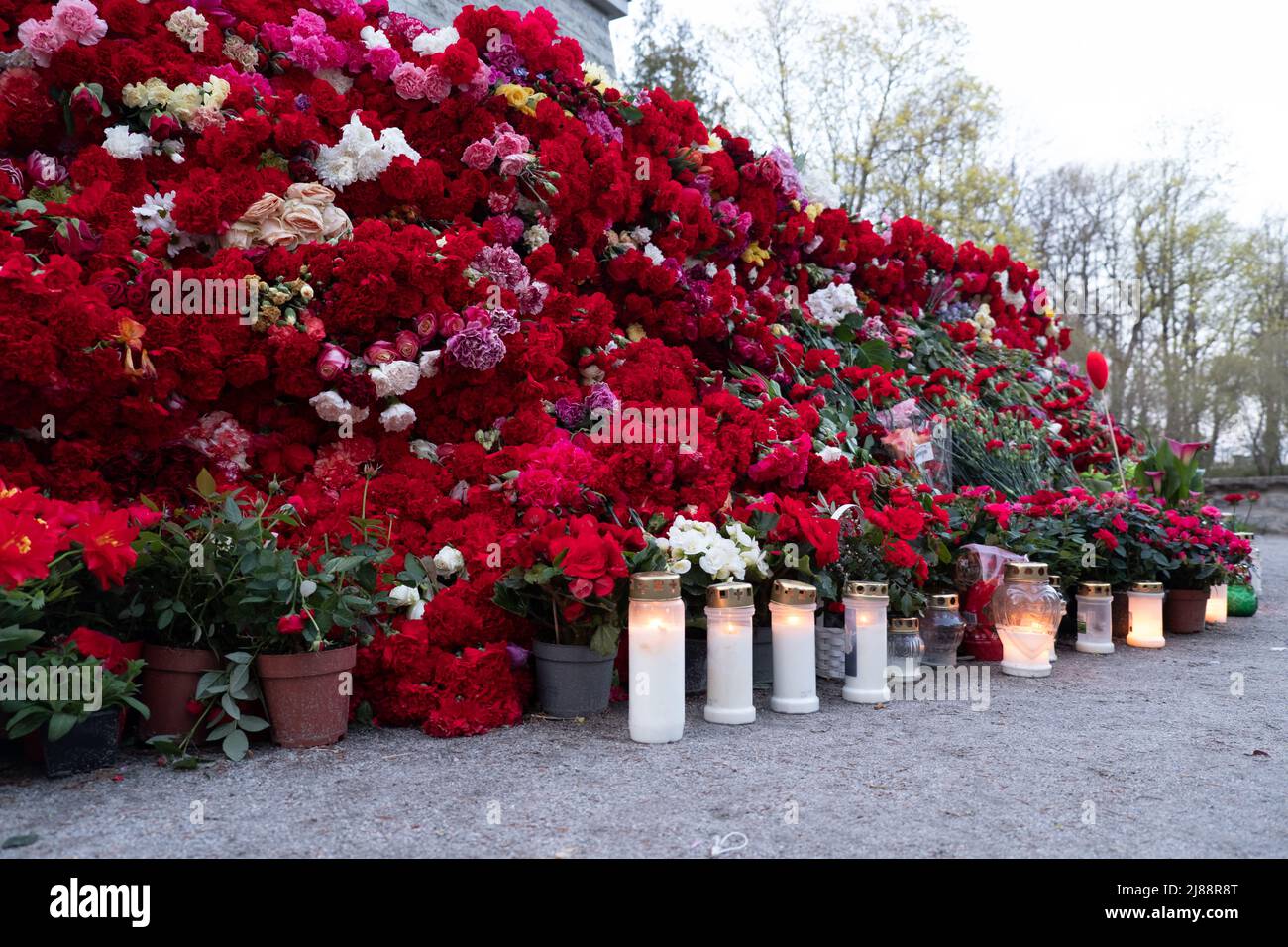 Énorme pile de fleurs rouges et de bougies. Les anciens combattants de l'Armée rouge célèbrent le jour de la victoire en apportant des fleurs de la nation rouge Banque D'Images