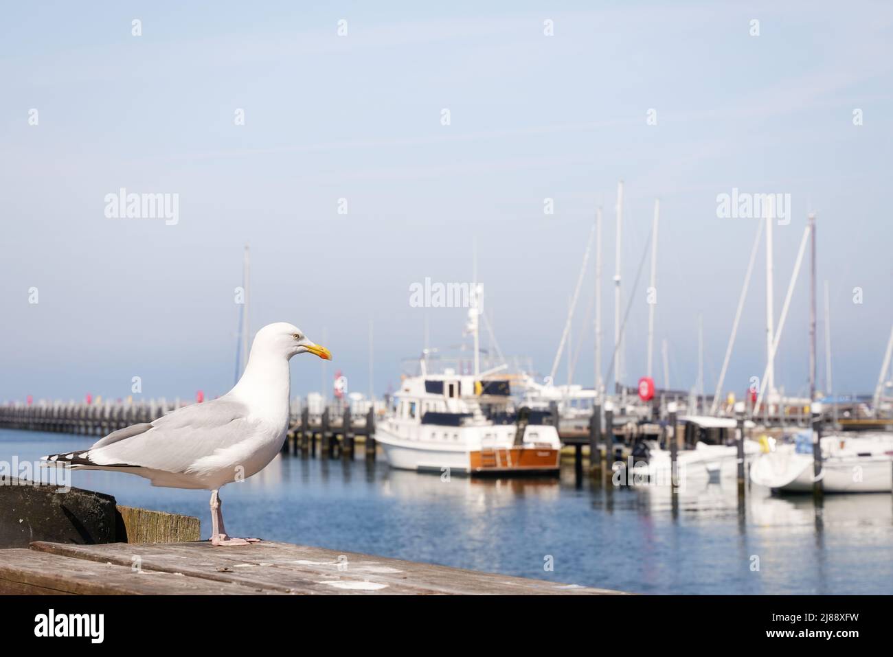 Seagull sur la jetée dans le port. Bateaux dans la marina en arrière-plan. Arrière-plan calme et maritime avec espace de copie pour le texte et le design. Banque D'Images