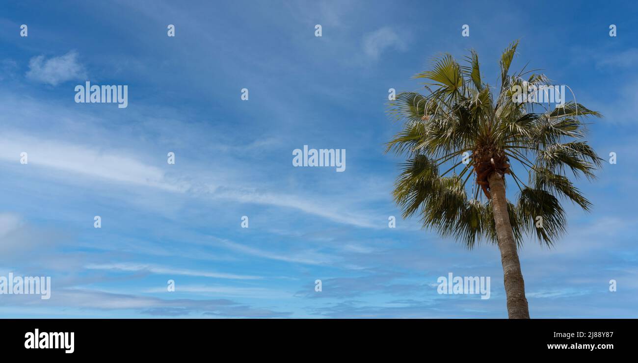 Arrière-plan panoramique d'un palmier (Washingtonia robusta ou palmier mexicain) avec ciel bleu et espace de copie. Concept d'été Banque D'Images
