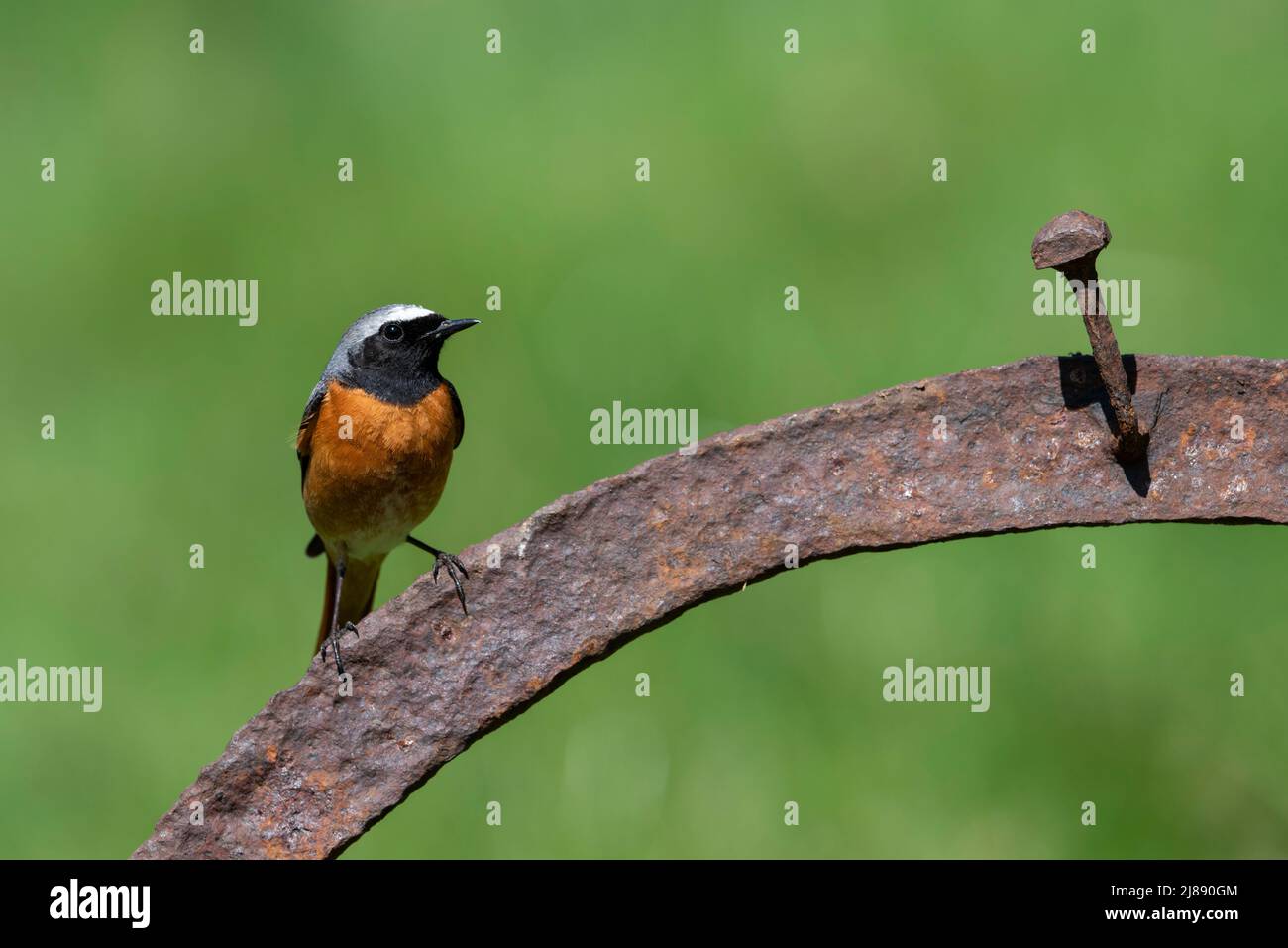 Mâles de la Paruline flamboyante (Phoenicurus phoenicurus) de l'Ouest dans un forêt de chênes dans le Peak District. Banque D'Images