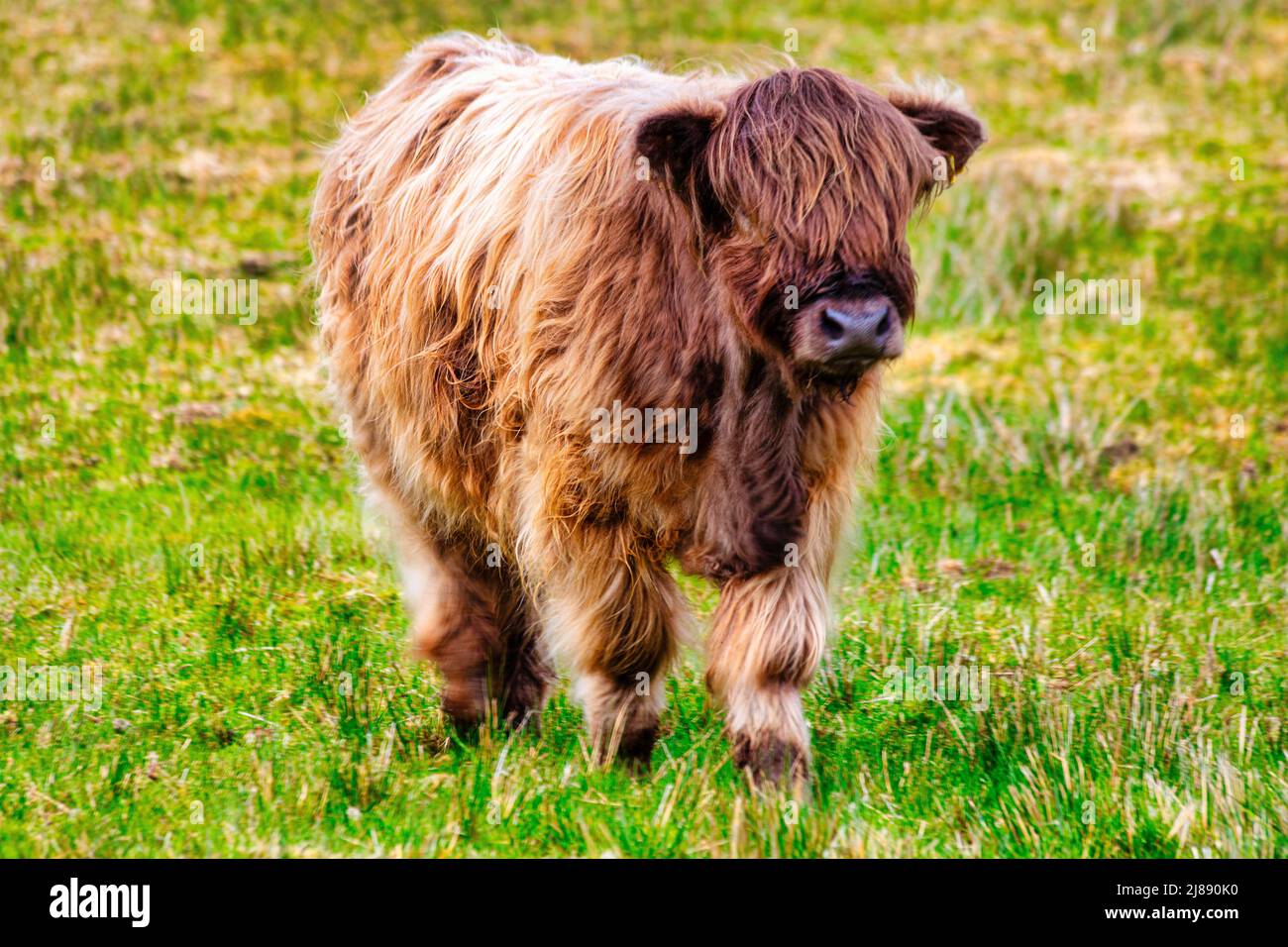 La jolie vache rouge des hautes terres, Hielan coo, rôde gratuitement dans le village de Plockton, une partie de la côte nord 500, Highlands, Écosse Banque D'Images