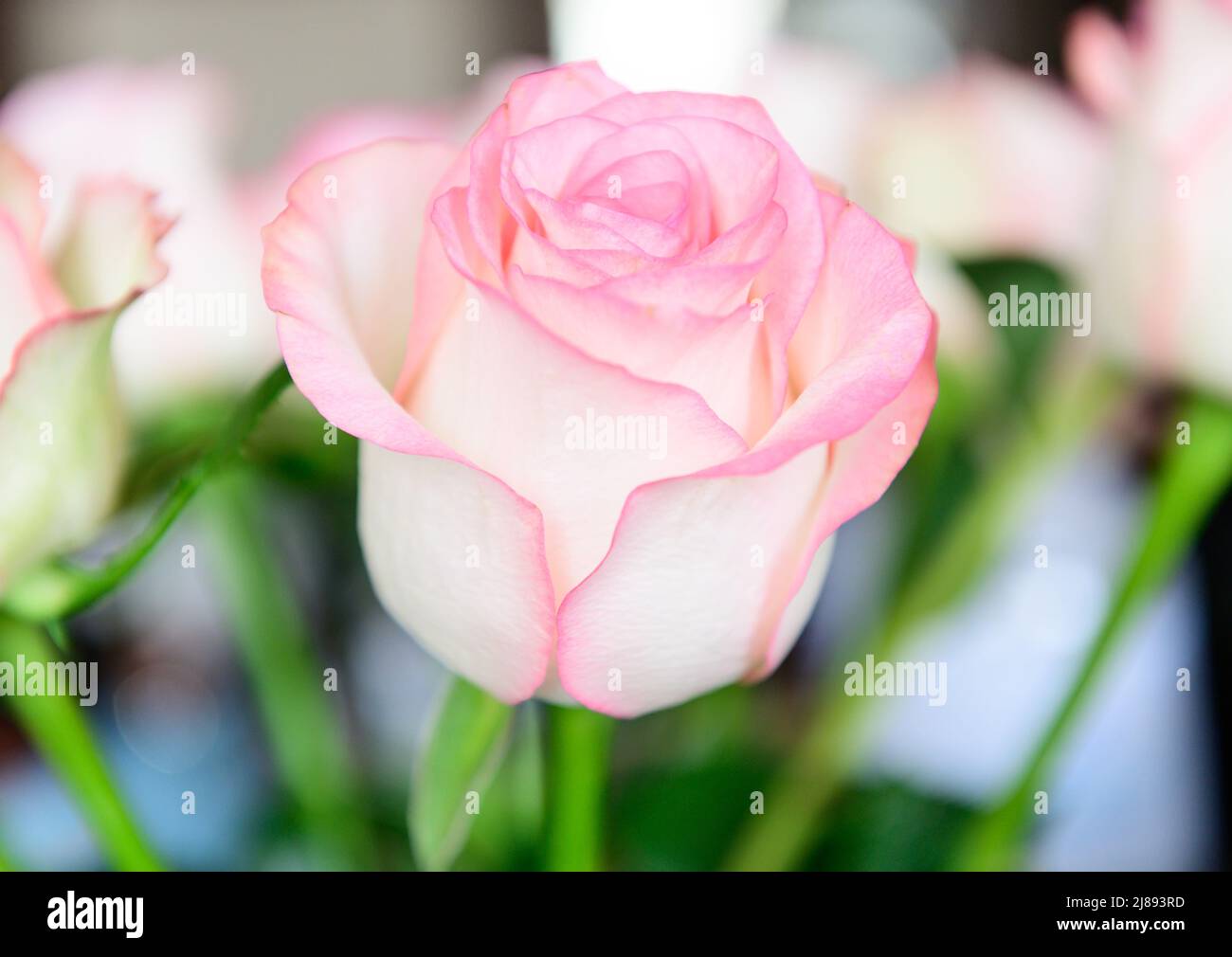 Gros plan de roses roses roses bouquet de fleurs artificielles Banque D'Images