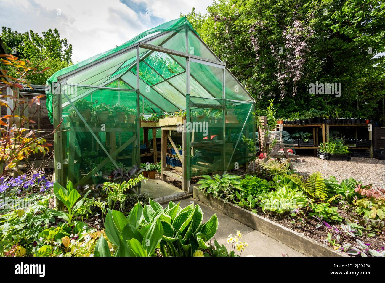 Serre typique de jardin arrière avec ombrage du soleil pour protéger les plantes, Royaume-Uni 2022 Banque D'Images