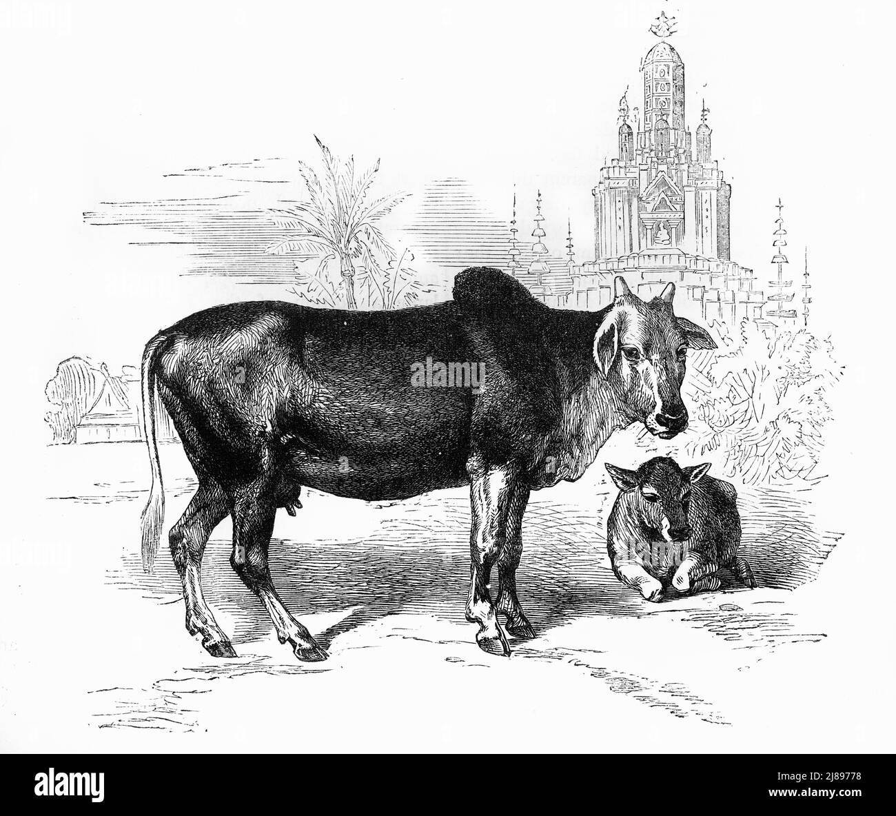 'La vache sacrée de l'Inde', c1891. Tiré de "Cassell's Illustrated History of India vol. I", par James Grant. [Cassell Petter & amp ; Galpin, Londres, Paris et New York] Banque D'Images