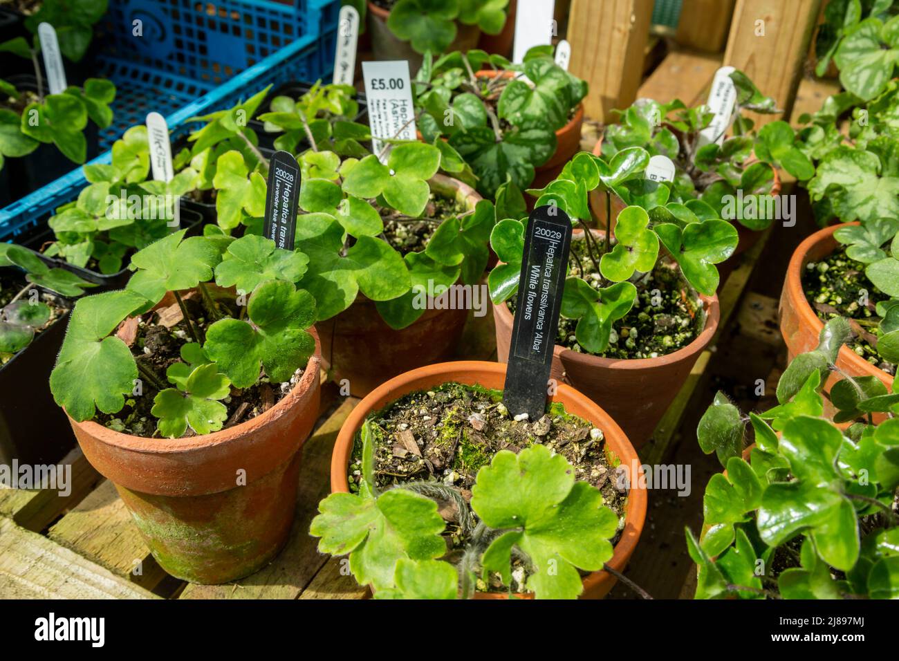 Hepatica Transsilvanica Alba poussant dans des pots d'argile dans une serre de jardin Banque D'Images
