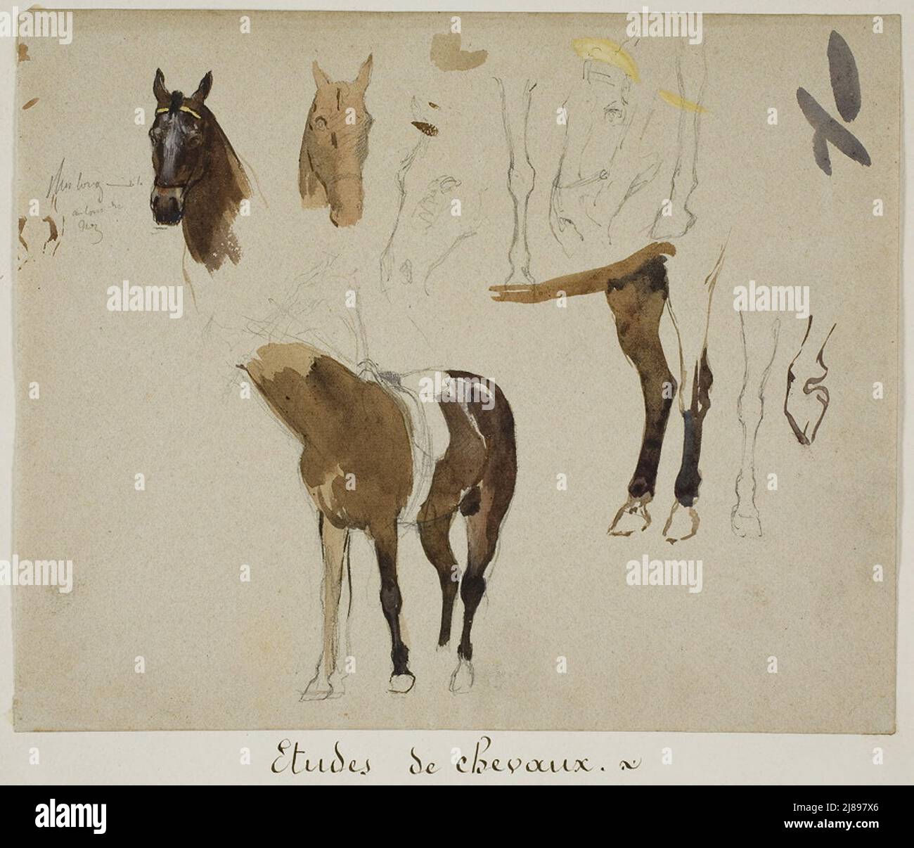 Etudes de chevaux, n.d. Banque D'Images