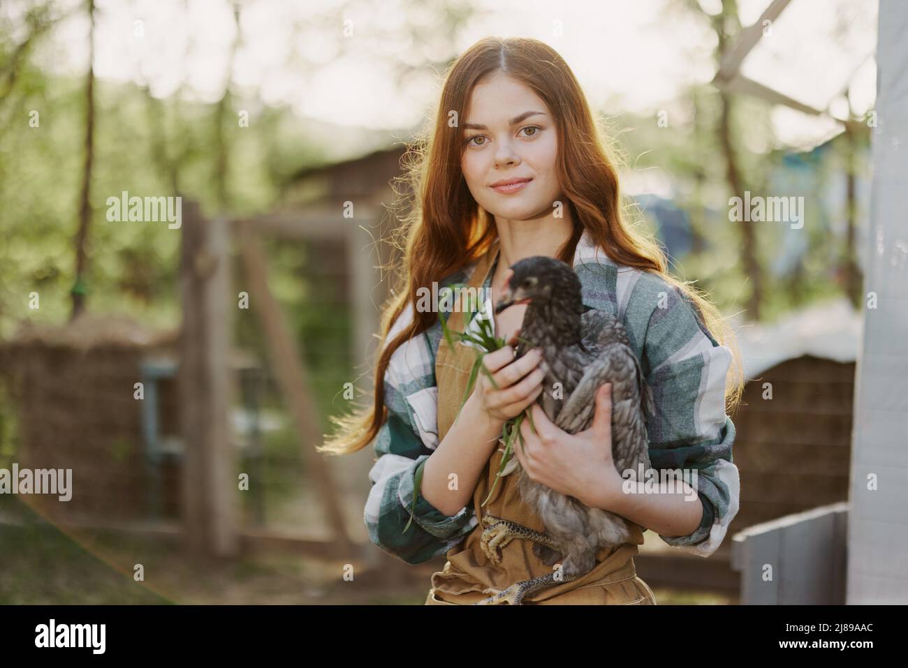 Une belle femme paysanne prend soin des poulets de sa ferme et tient un poulet gris souriant. Le concept de la vie biologique et de la protection de la nature Banque D'Images