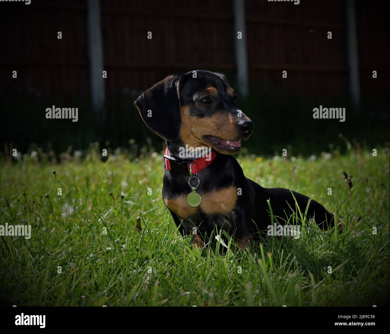 Petit chien de Dachshund attentif. Banque D'Images