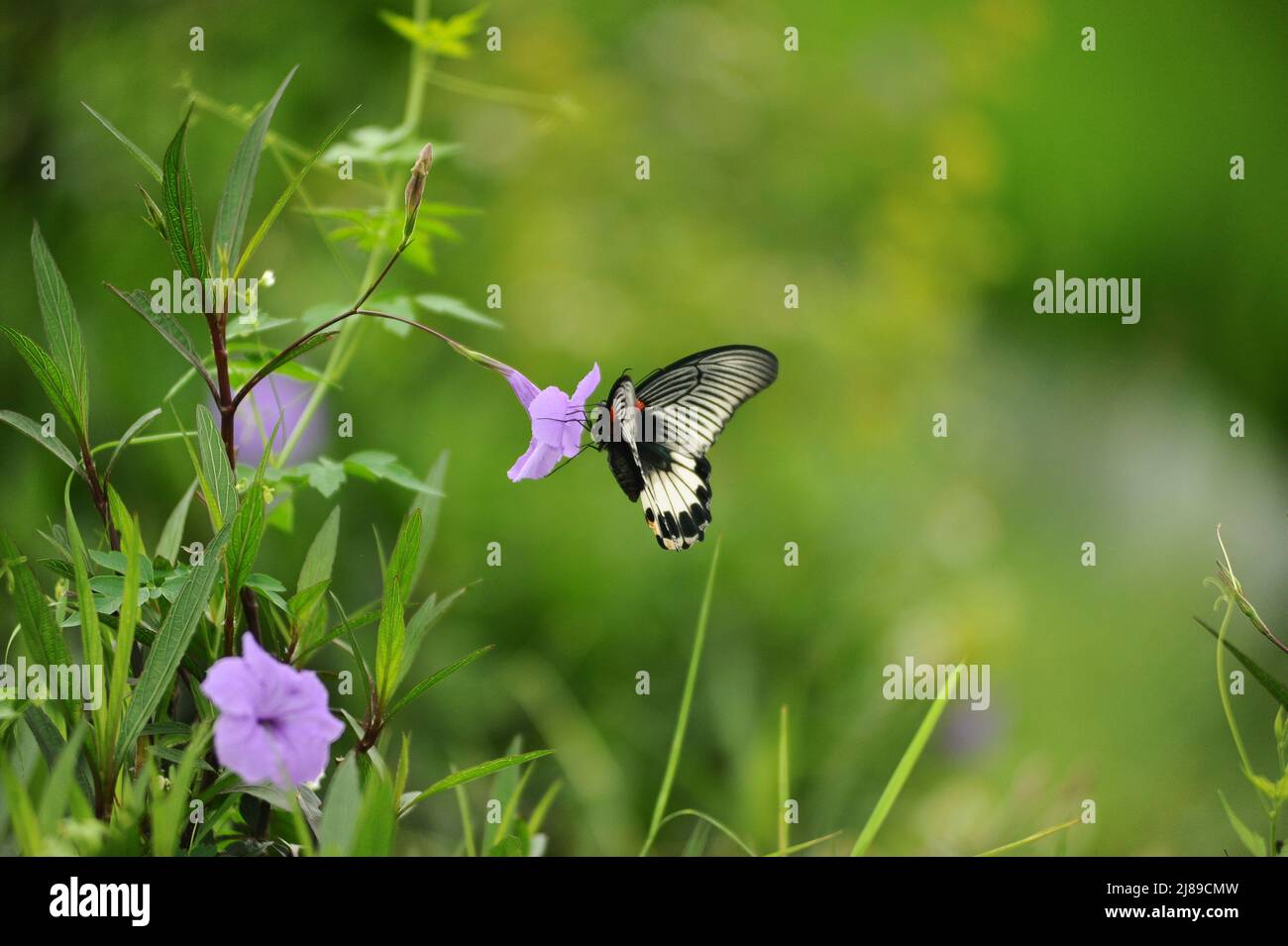 Papillon naturel Banque D'Images