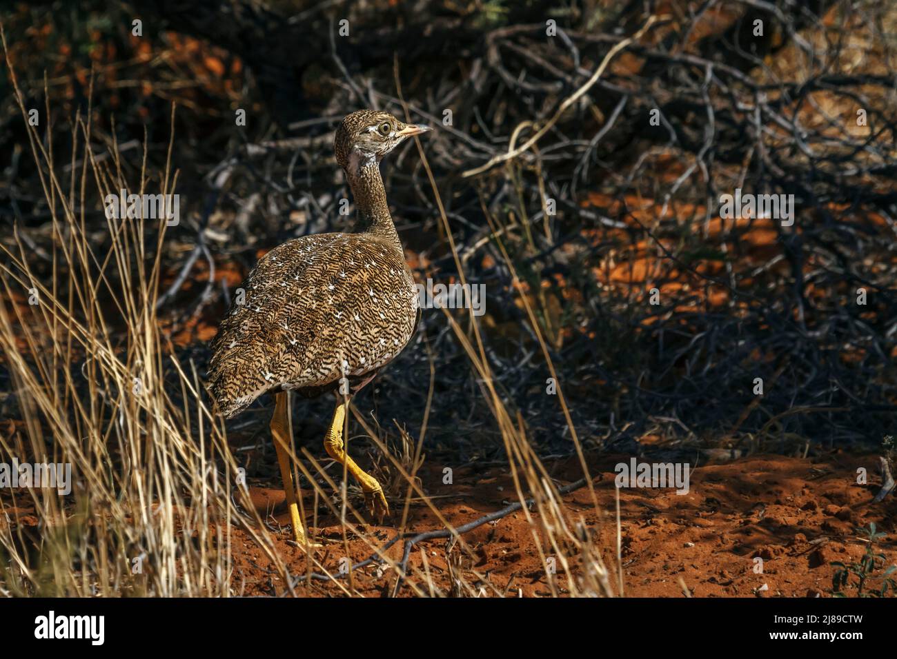 Vue arrière de la femelle Bustard à volonté blanche dans le parc transfrontier de Kgalagadi, Afrique du Sud; espèce Afrotis afraoides de la famille des Otididae Banque D'Images