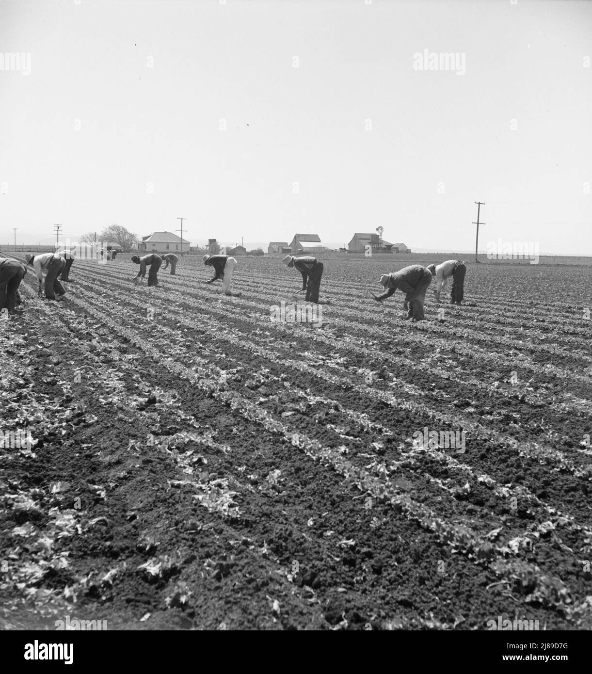 Gang de garçons philippins éclaircit la laitue. Vallée de Salinas, Californie. Banque D'Images