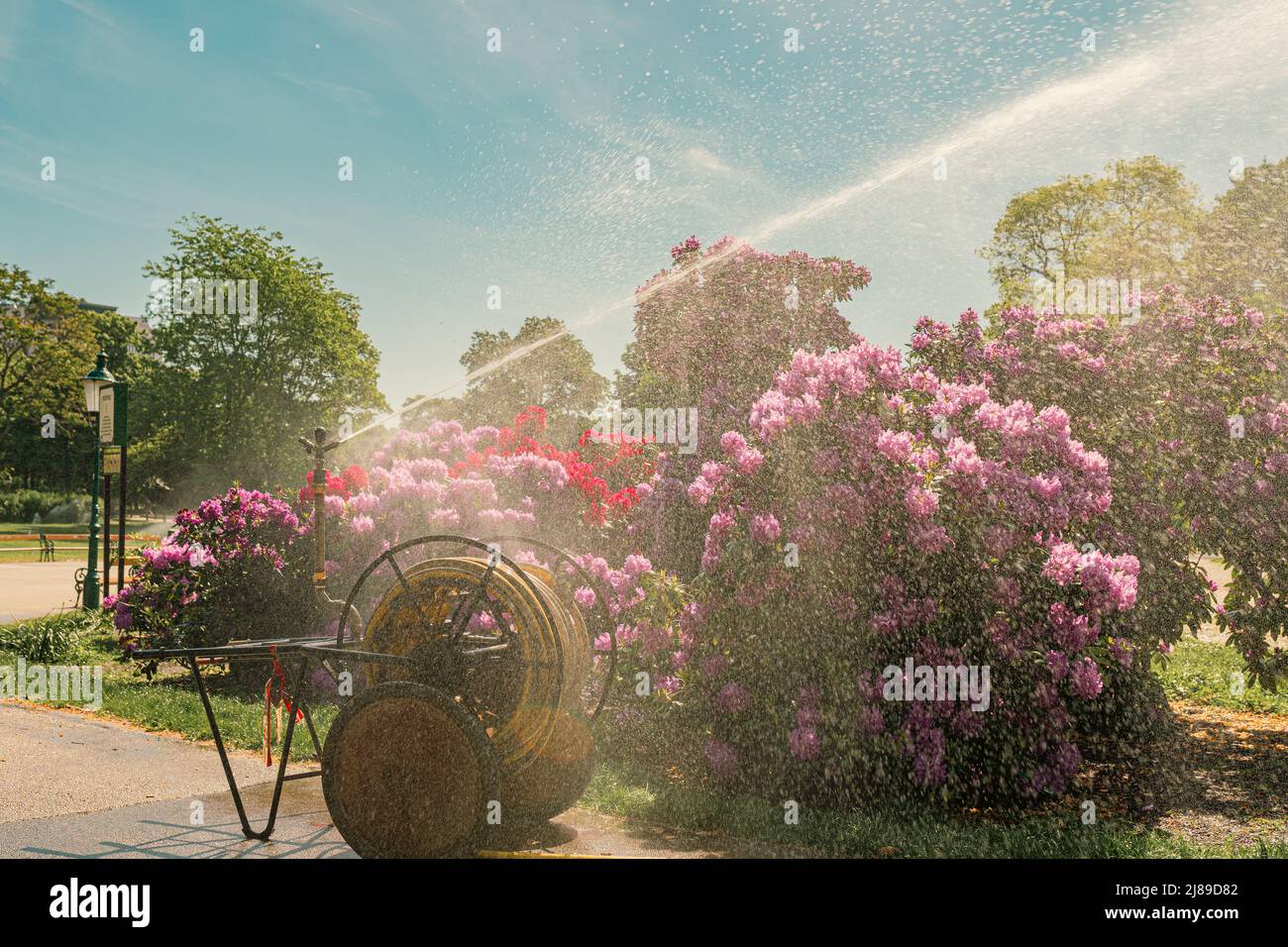 Éclaboussures d'eau dans l'air provenant de l'arrosage du système d'irrigation du parc de paysage en rayons du soleil. Jet d'eau avec des éclaboussures Banque D'Images