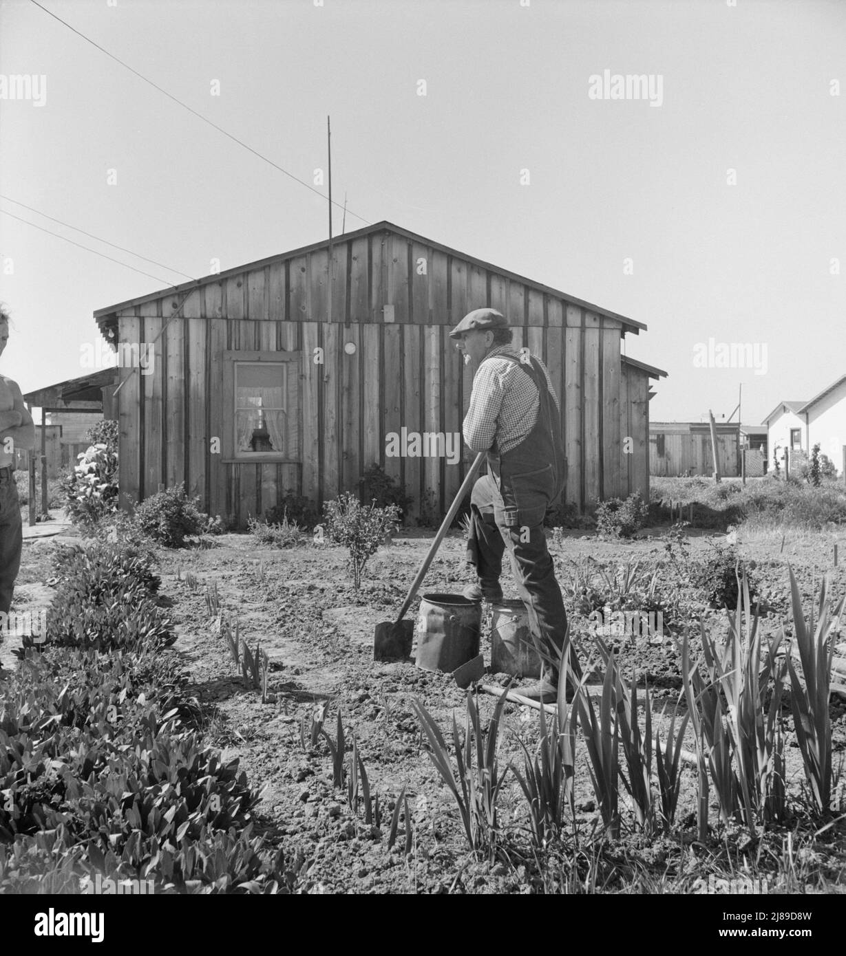 Agriculteur qui a une petite parcelle dans un établissement en croissance rapide des travailleurs de la laitue à la périphérie de Salinas, Californie. Banque D'Images