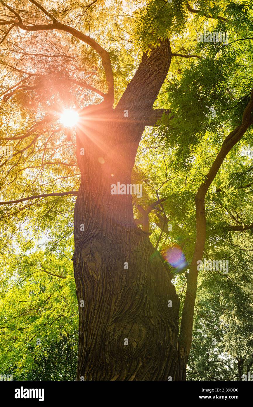 tronc de vieux acacia avec la couronne dense, dans les rayons du soleil à travers le feuillage vert regarde vers le haut. soleil de source chaud brille à travers le haut de vieux imposant arbre Banque D'Images