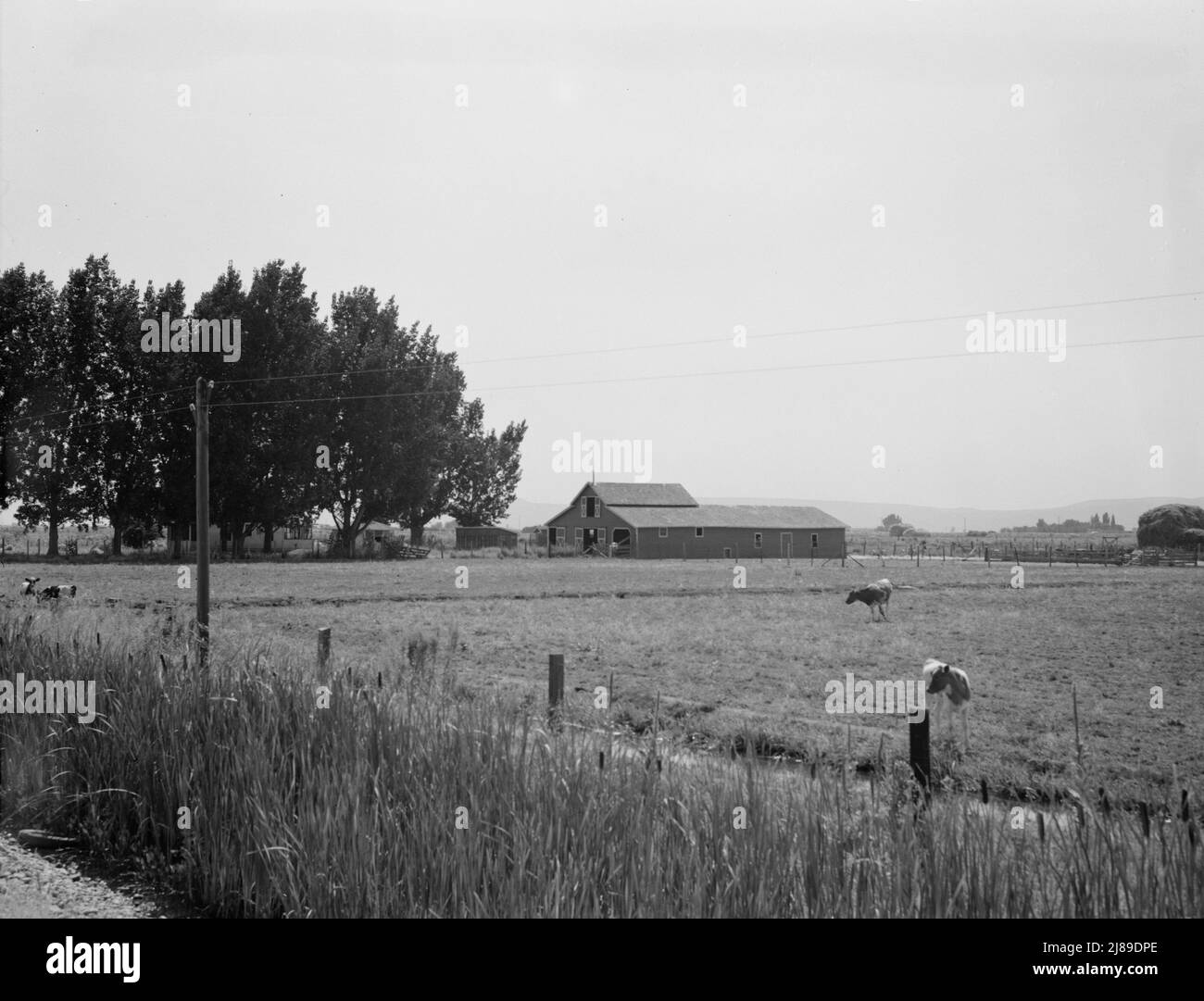 [Sans titre, peut-être lié à: Washington, vallée de Yakima, à l'ouest de Toppenish. Sur le programme d'achat de locataire (Administration de la sécurité agricole) client E. Houston. Pâturage irrigué, vaches, grange sur la ferme de Houston. Un couple plus jeune a été des fermiers locataires pendant sept ans, ont maintenant leur propre ferme, quatre-vingt acres, prix sept mille cinq cent quarante quatre dollars]. Banque D'Images