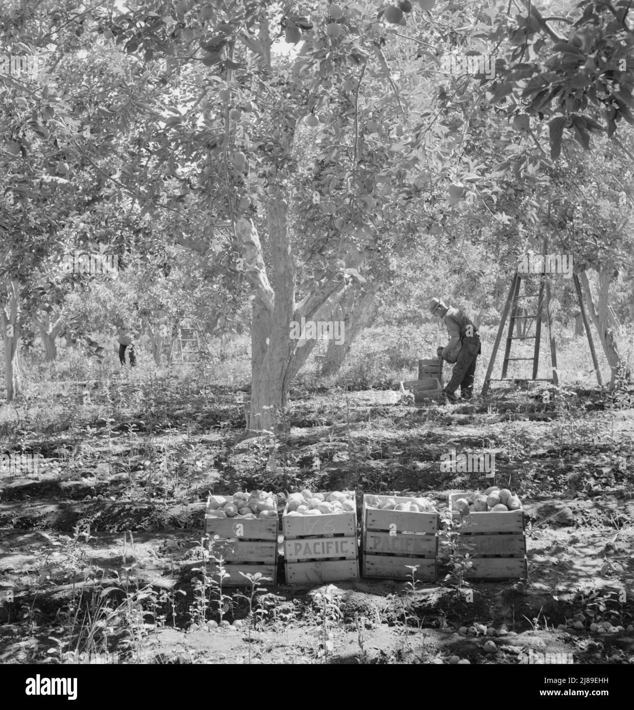 Récolte de poires, vergers Pleasant Hill. Washington, vallée de Yakima. Voir la légende générale numéro 34. Banque D'Images