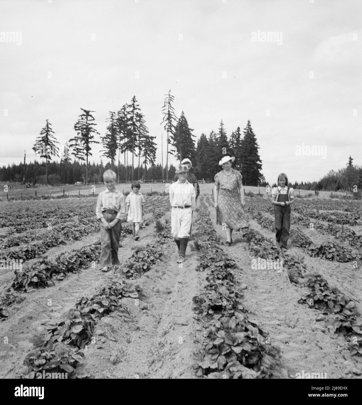 [Sans titre, peut-être lié à: Les enfants et la mère Arnold sur leur terre nouvellement clôturée et nouvellement défriché. Notez les plantes de fraise. WESTERN Washington, Thurston County, Michigan Hill. Voir la légende générale numéro 36]. Banque D'Images