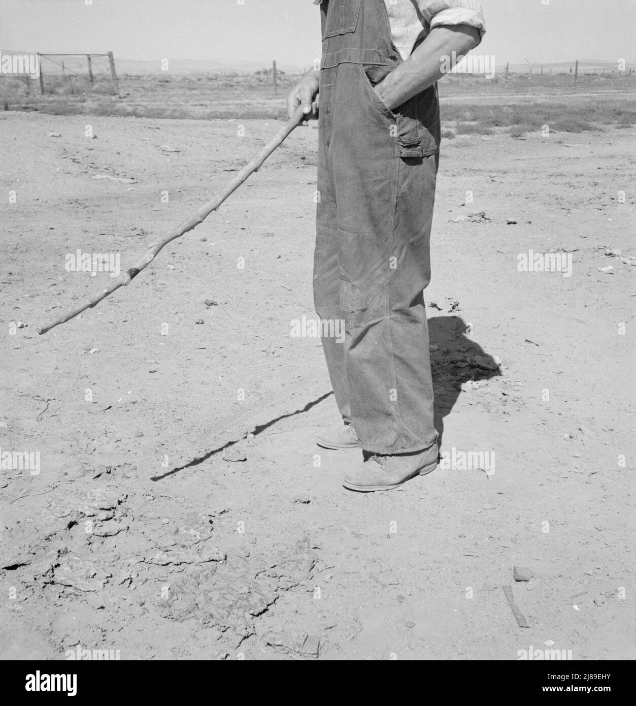 Chris Ament, producteur de blé sec germano-russe, qui a survécu dans le bassin de Columbia. Washington, comté de Grant, à cinq kilomètres au sud de Quincy. Banque D'Images