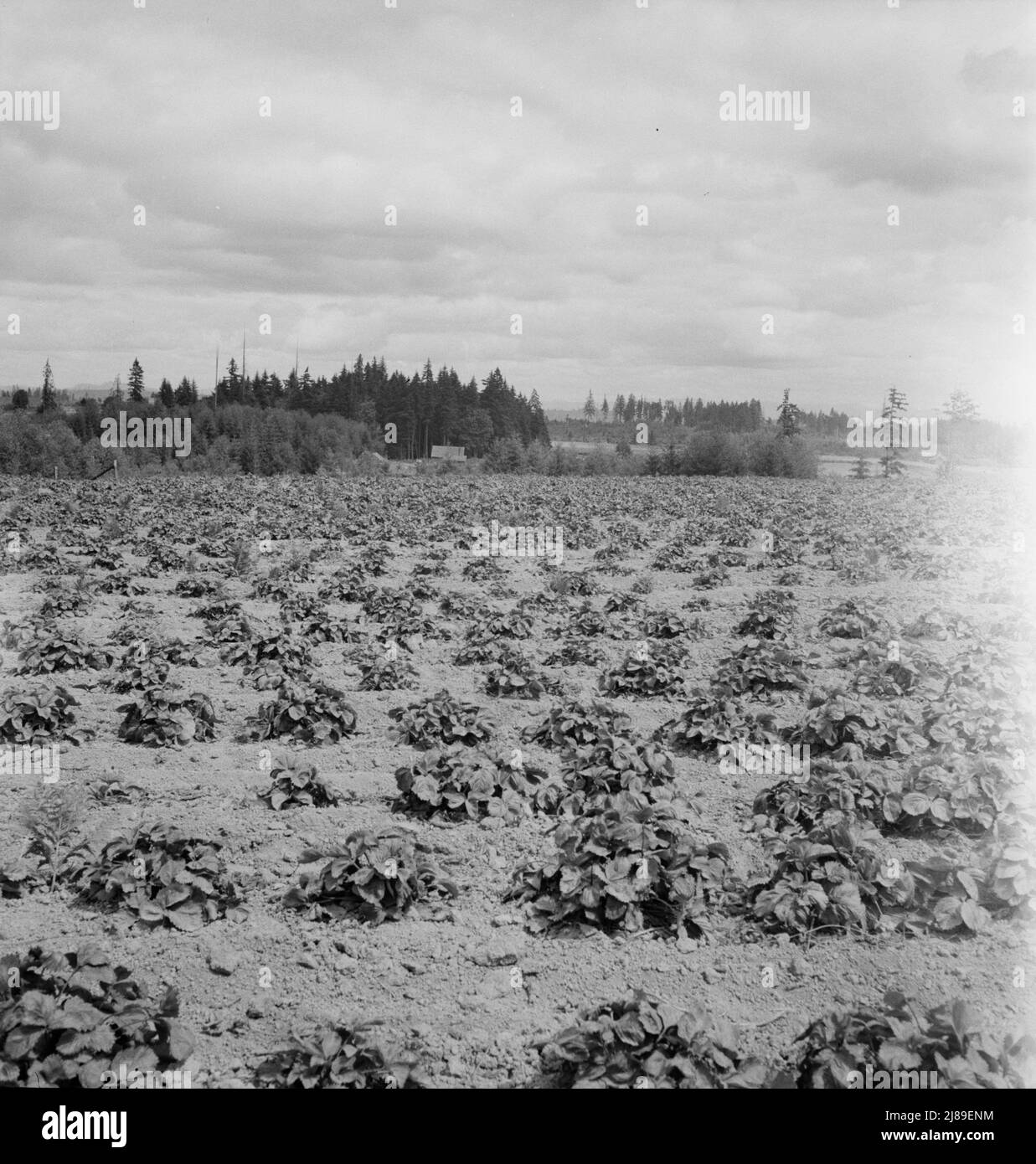 Montre la maison Arnold, en regardant de l'autre côté de leur champ de fraises, vers la route. WESTERN Washington, comté de Thurston. Voir la légende générale numéro 36. Banque D'Images