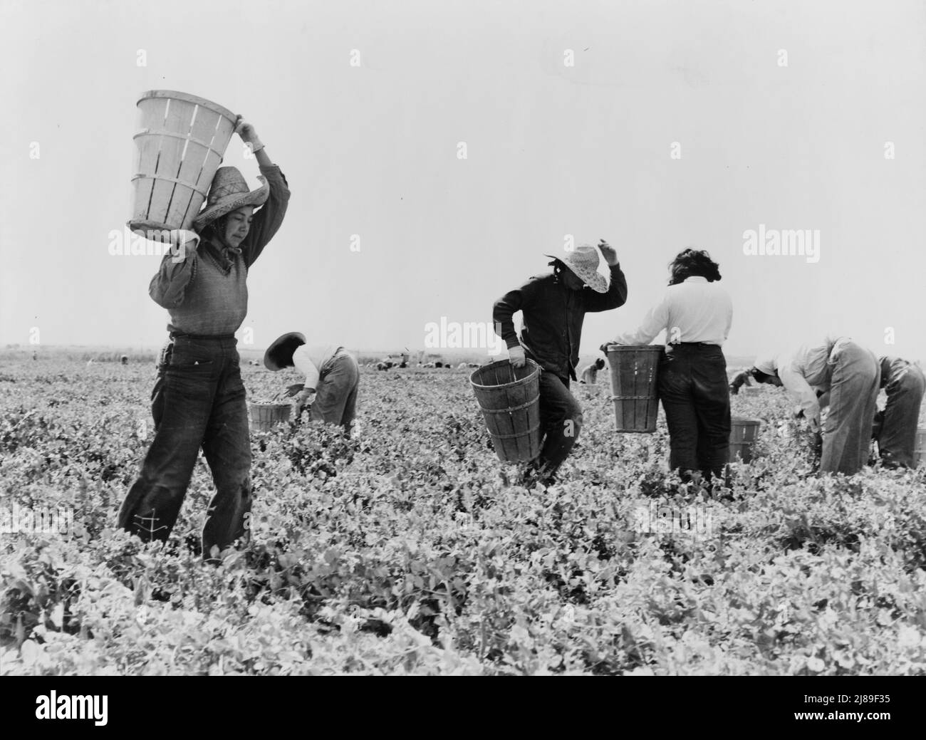 Cueilleurs de pois près de Calipatria, Californie. Banque D'Images