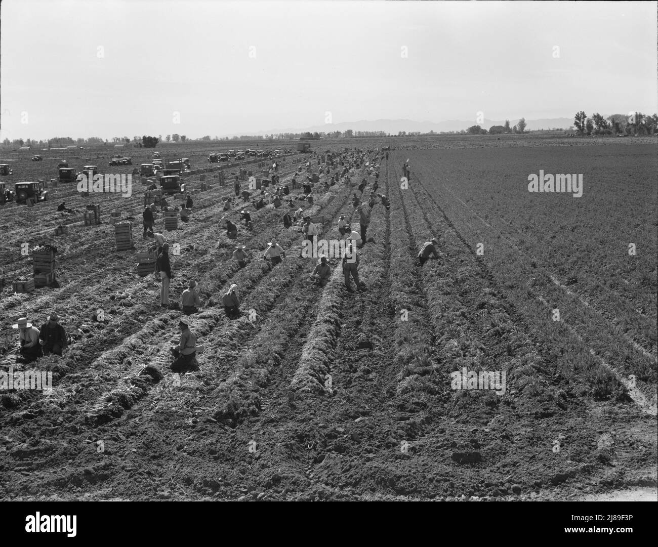 Près de Meloland, Imperial Valley. Agriculture à grande échelle. Le travail des gangs, mexicain et blanc, du Sud-Ouest. Tirer, nettoyer, lier et mettre en cage des carottes pour le marché de l'est pour onze cents par caisse de quarante-huit petits pains. Beaucoup peuvent faire à peine un dollar par jour. La forte offre de main-d'œuvre et la concurrence pour les emplois sont très désireuse. Banque D'Images