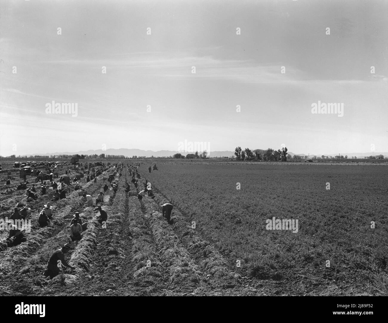 Près de Meloland, Imperial Valley. Agriculture à grande échelle. Le travail des gangs, mexicain et blanc, du Sud-Ouest. Tirer, nettoyer, lier et mettre en cage des carottes pour le marché de l'est pour onze cents par caisse de quarante-huit petits pains. Beaucoup peuvent faire à peine un dollar par jour. La forte offre de main-d'œuvre et la concurrence pour les emplois sont très désireuse. Banque D'Images