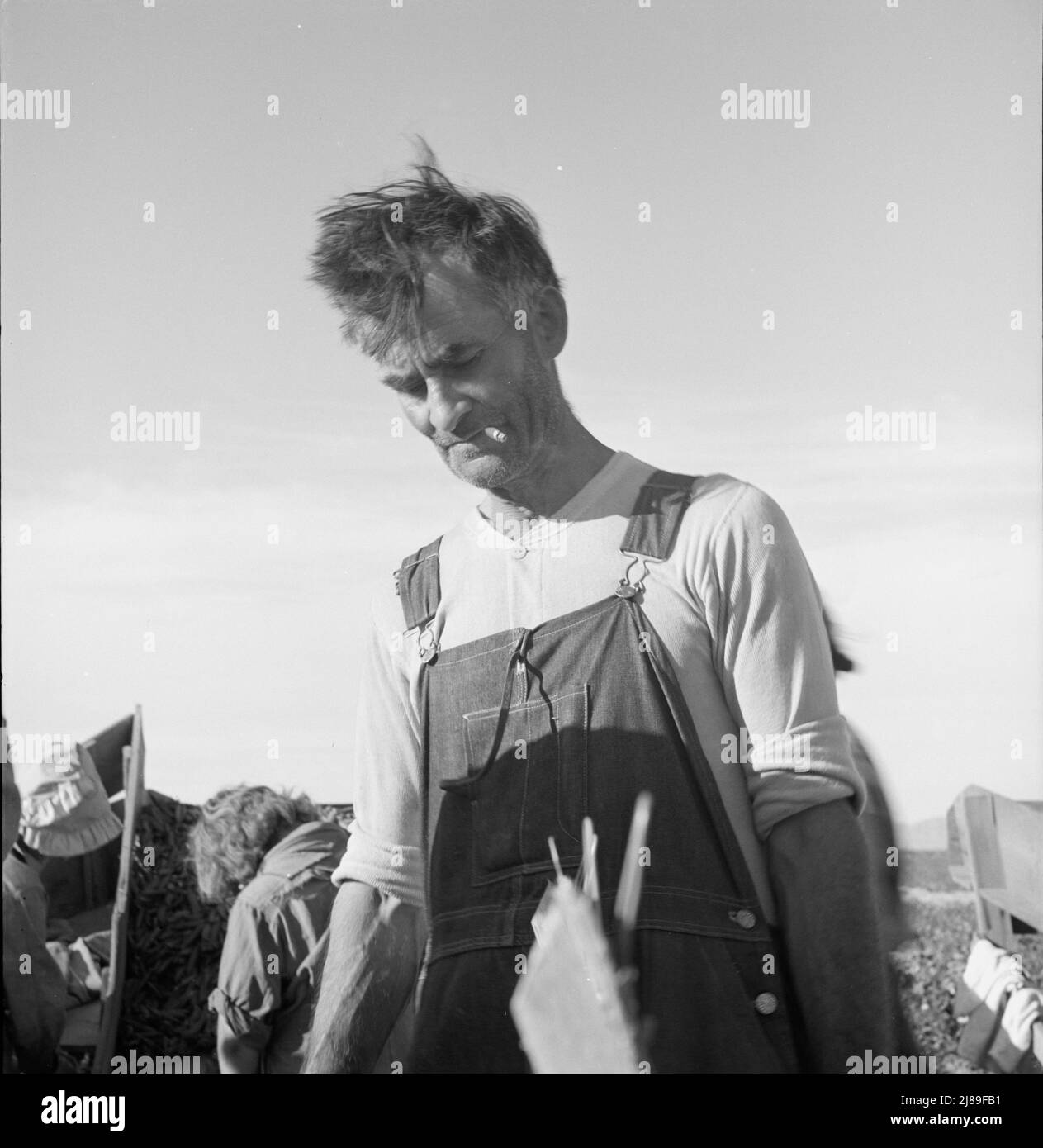 Boss de paille de tasseurs de pois dans le champ près de Calipatria, Imperial Valley, Californie. Banque D'Images