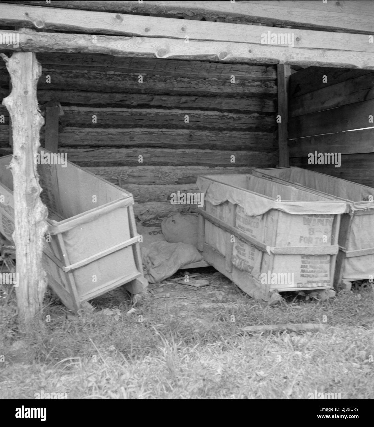 Des traîneaux à tabac récemment recouverts de sacs de remorquage, prêts pour "mettre en place" le tabac. Comté de Person, Caroline du Nord. Banque D'Images