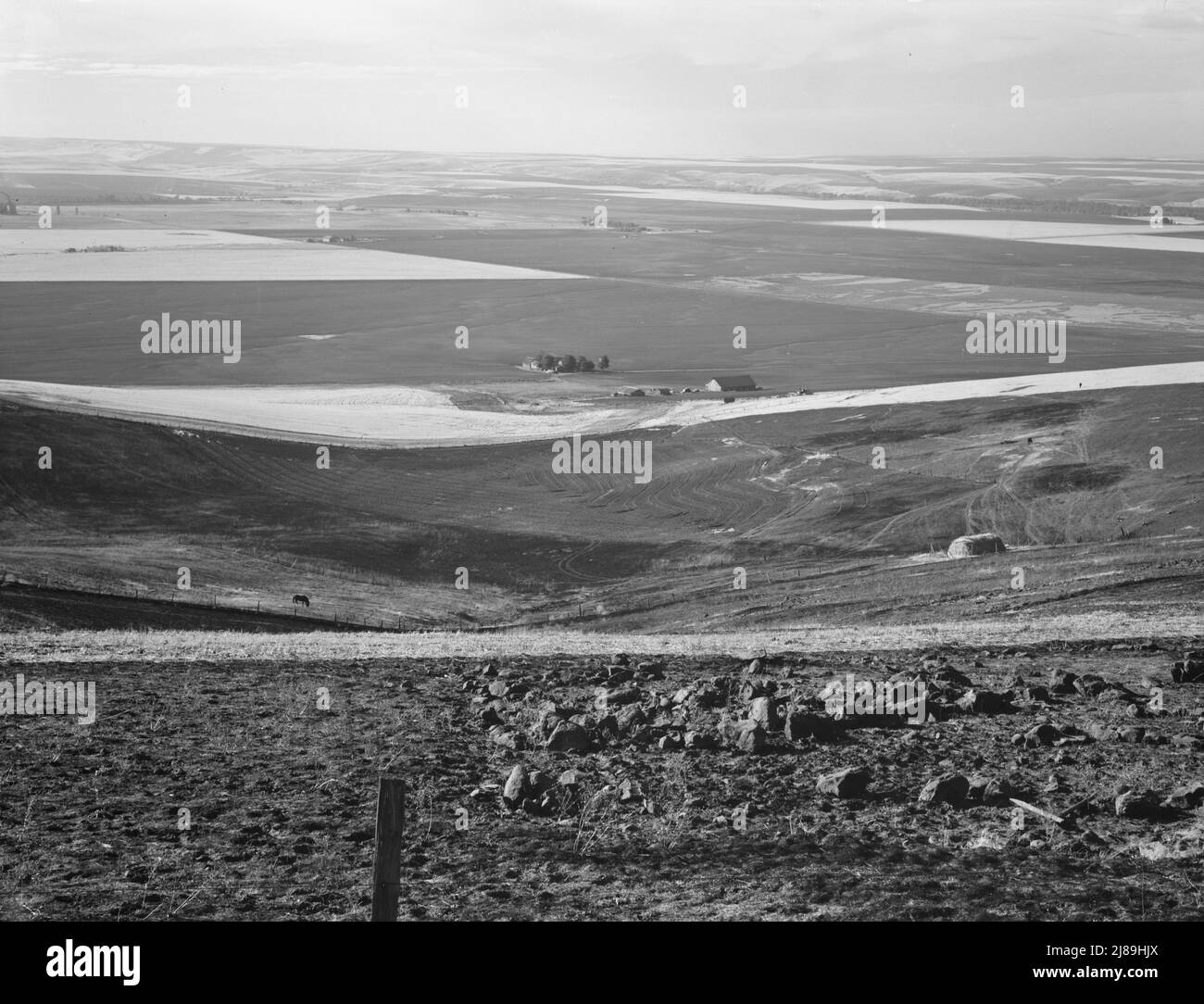 En regardant vers le bas les champs de blé labourés récemment de la vallée d'Umatilla, Oregon. Treize milles au sud de Pendleton, comté d'Umatilla, Oregon. Banque D'Images