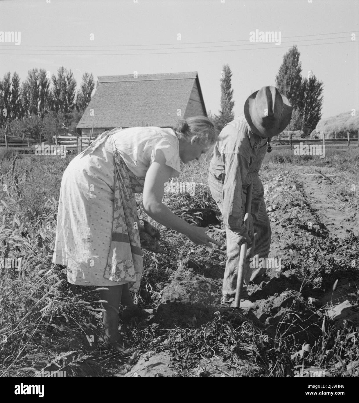 Couple creusant leurs patates douces à l'automne. Irririririnon, comté de Morrow, Oregon. Banque D'Images