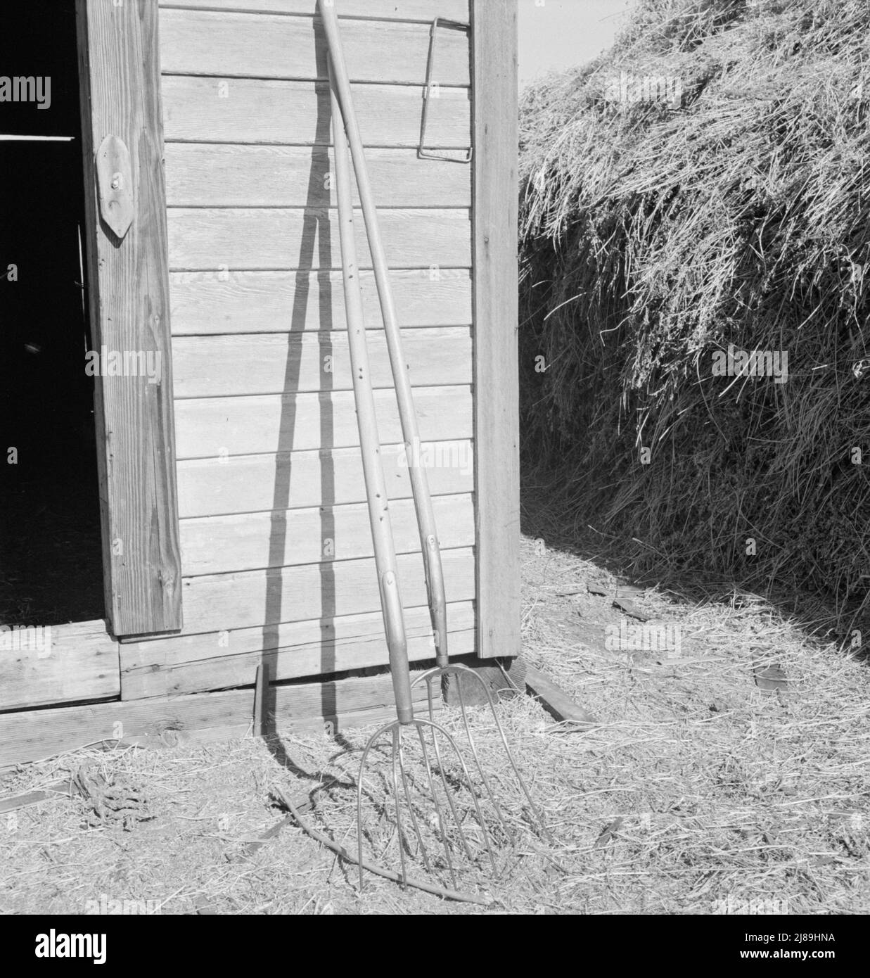 Fourches à foin. Ferme du nord de l'Oregon. Morrow County, Oregon. Banque D'Images