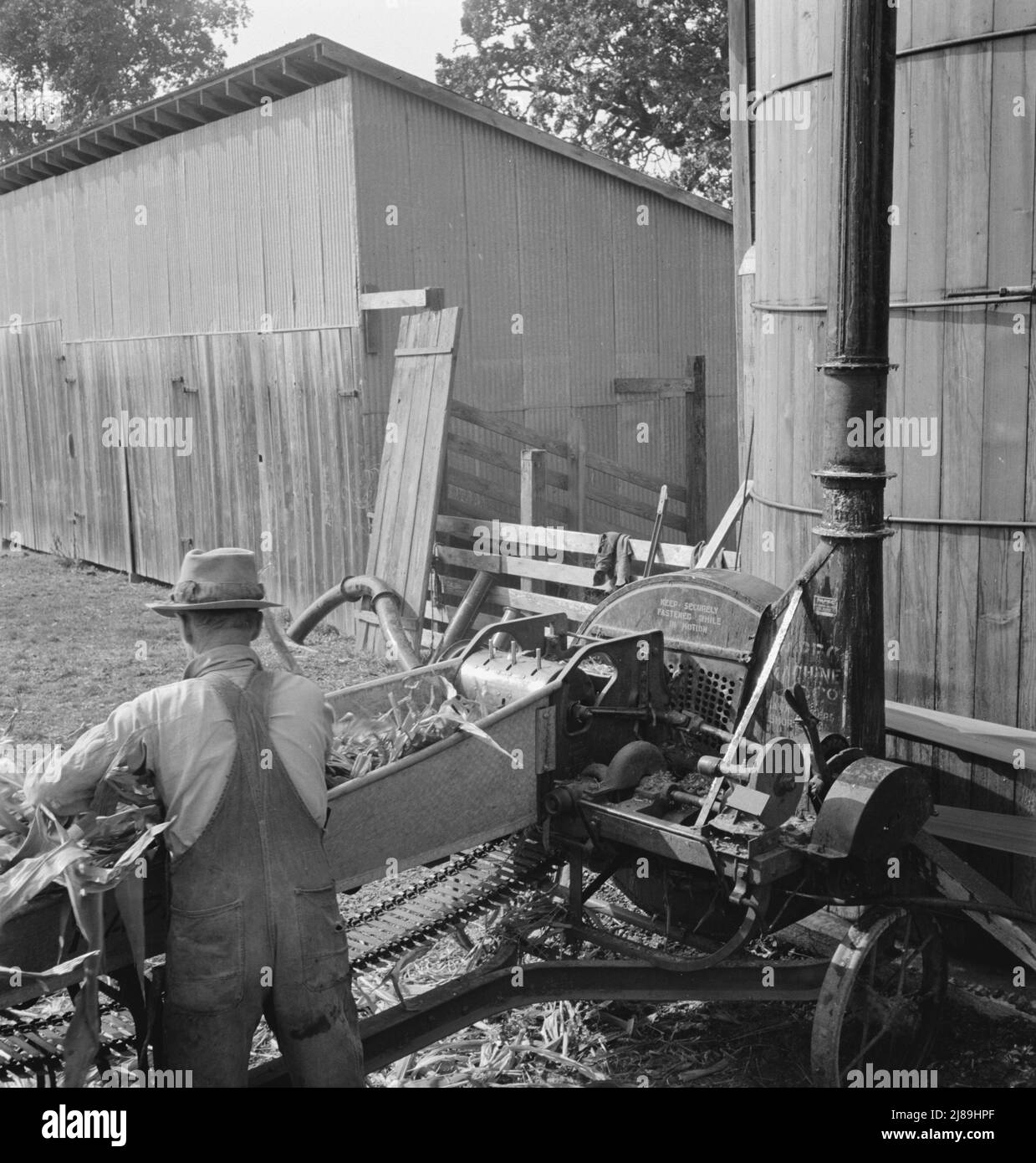 Les agriculteurs qui nourrissent le maïs dans un couteau d'ensilage appartenant à une coopérative. Près de W Street à Carlton, Yamhill County, Oregon. Banque D'Images